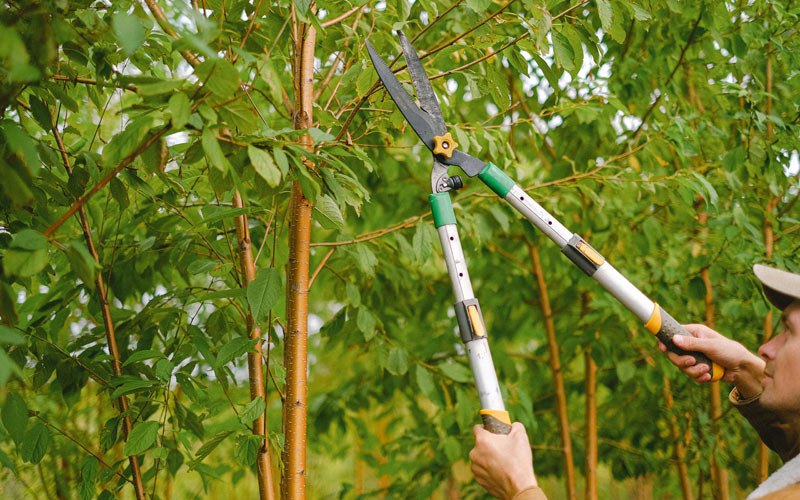 Tree trimming in Durhamville, NY